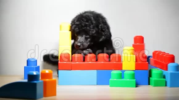 小狗肖像玩具桌背景高清镜头视频的预览图
