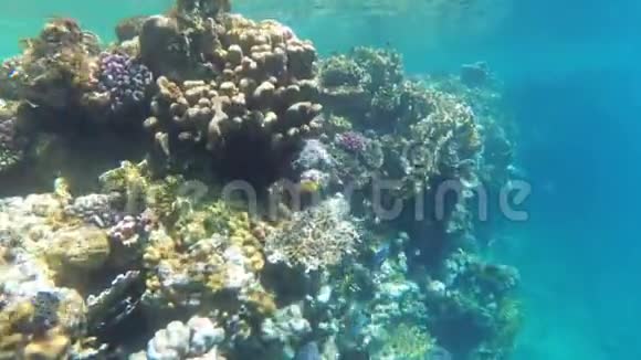 五颜六色的红海鱼在珊瑚礁附近游泳埃及偷东西视频的预览图