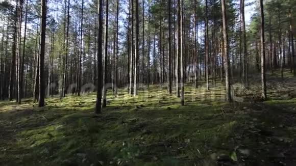 在阳光明媚的日子里在苔藓上平稳地穿过稀疏的森林视频的预览图