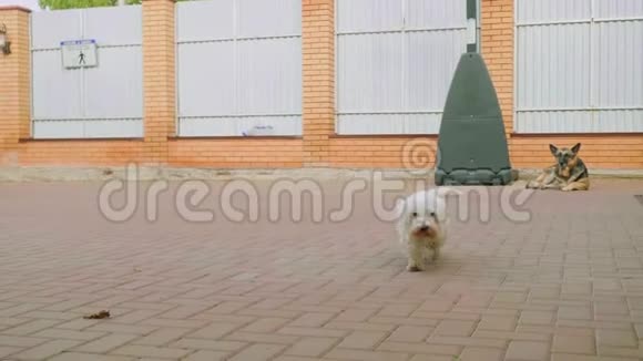 两只狗在房子附近的院子里白色的小狗接近摄像机视频的预览图