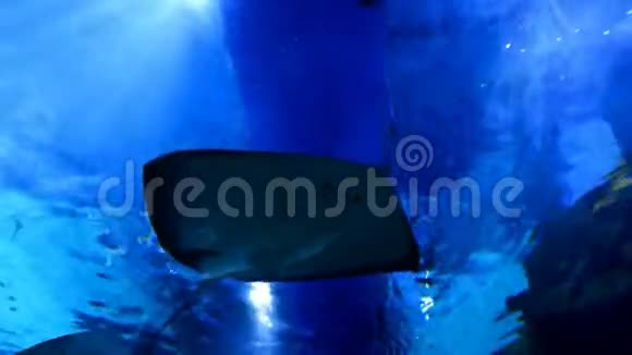 在海洋馆的头顶漂浮着石阵和沙虎鲨视频的预览图