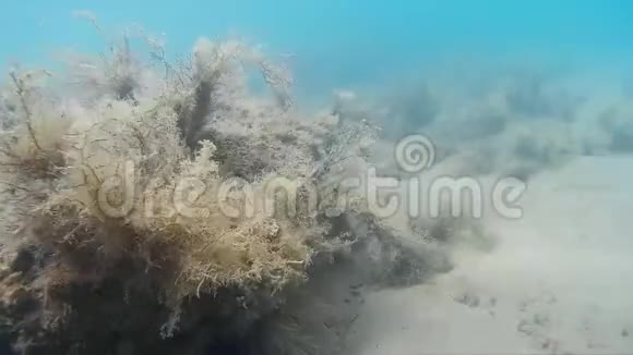在克罗地亚沙滩附近的各种海鱼附近潜水视频的预览图