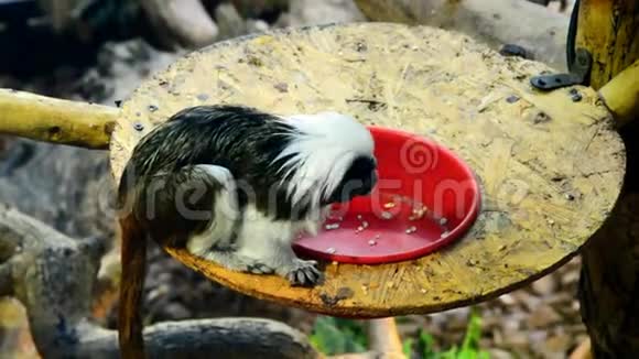 棉花顶塔马林猴吃碗里的食物视频的预览图