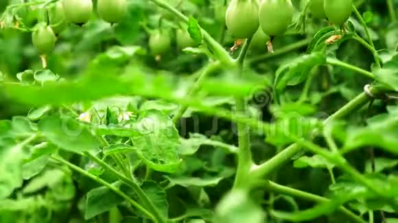 枝头种蔬菜的青西红柿视频的预览图