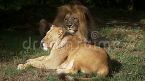 风景近景和两只狮子放松视频的预览图