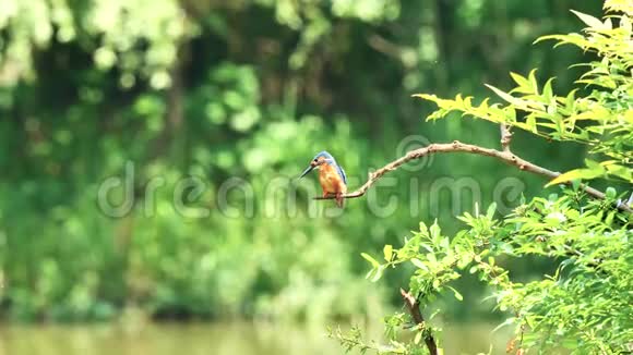 慢镜头电影的场景鸟翠鸟阿尔塞多在这站在树枝上盯着没有移动视频的预览图