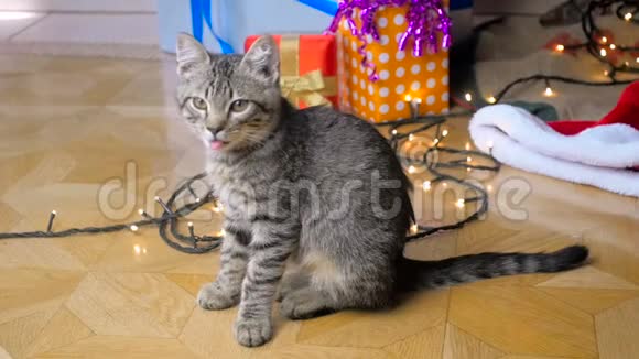 客厅里坐在圣诞树下的可爱小猫的慢镜头视频的预览图