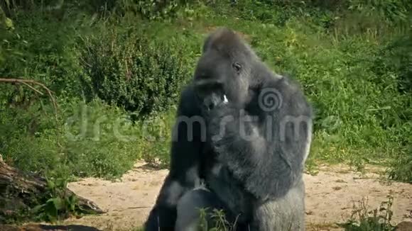 动物园里吃蔬菜的大猩猩视频的预览图