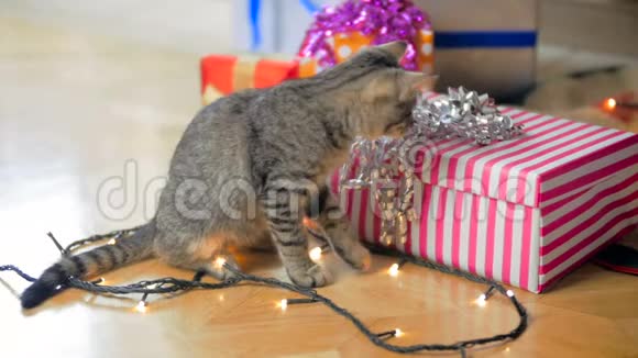 可爱的灰色小猫在圣诞礼物和发光的花环之间行走的慢镜头视频的预览图