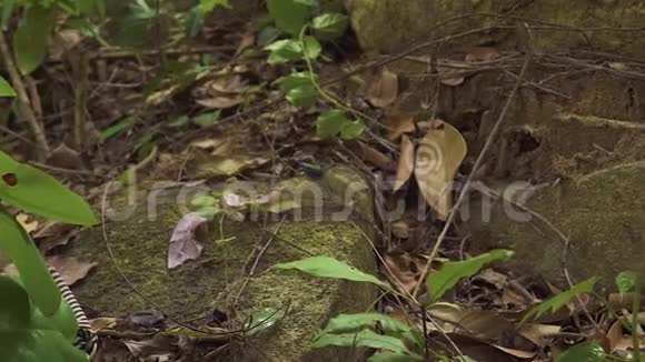 野生鬣蜥在地上奔跑热带雨林中有树枝野生丛林中的鬣蜥蜥蜴自然界中的爬行动物视频的预览图