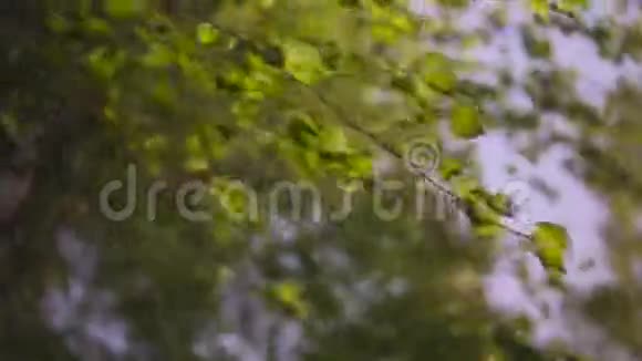 白桦林相机在日落时向后移动近距离拍摄风吹视频的预览图