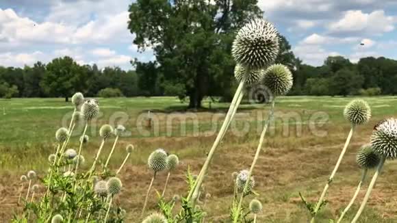 草地上的白色棘球蓟或球形蓟花视频的预览图