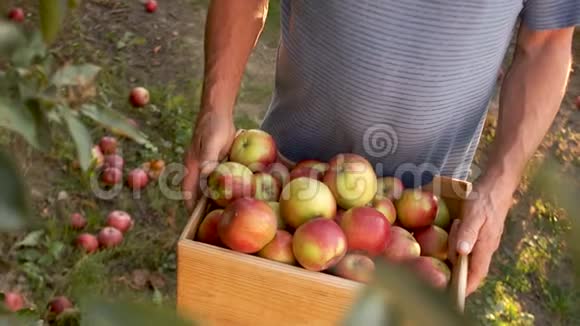 盒子里有红苹果的收获特写动态视频丰收节秋苹果的收获生态农场视频的预览图