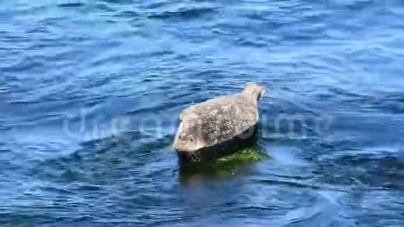 港湾海豹栖息在岩石上视频的预览图