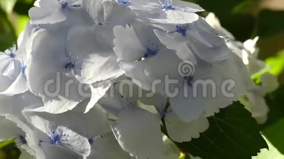 概念春白花丛花背景视频的预览图