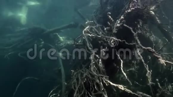 俄罗斯西伯利亚莱纳河水中阳光下的树根视频的预览图