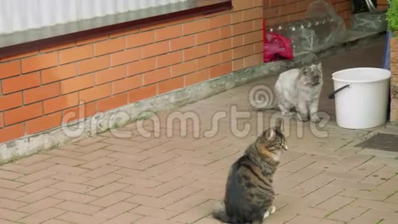 两只小猫坐在家里的东西附近一个接一个地跑掉了墙白桶玻璃瓶视频的预览图