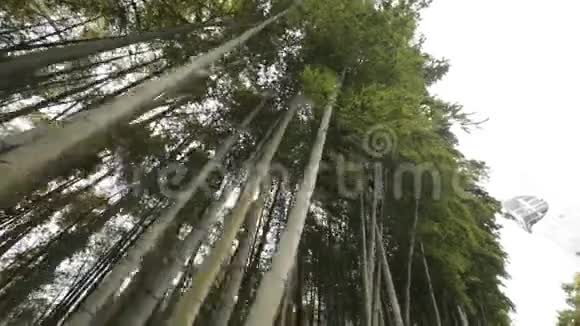 常绿竹植物底景公园休息热带气候植物视频的预览图