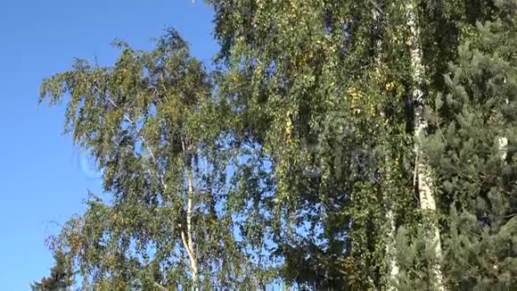倾斜下美丽的绿桦树林秋时4K视频的预览图