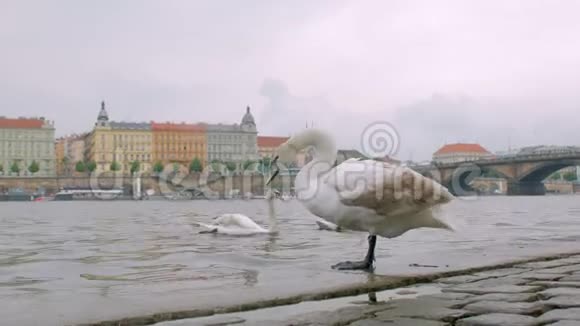 可爱的白天鹅正站在布拉格的伏尔塔瓦河岸边清理他的羽毛视频的预览图