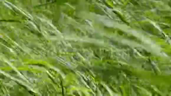 绿色风暴背景视频的预览图