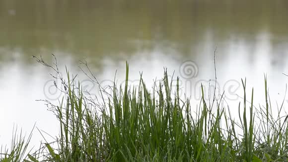 草长在河上视频的预览图