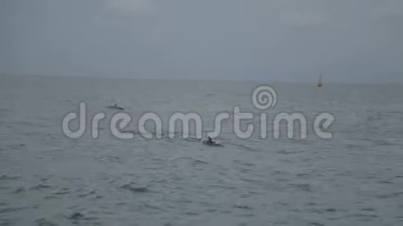 海豚在海水中游泳野生生物自然水生哺乳动物生态视频的预览图