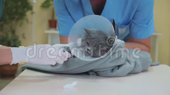 兽医从猫爪上取一条血在兽医诊所进行测试视频的预览图