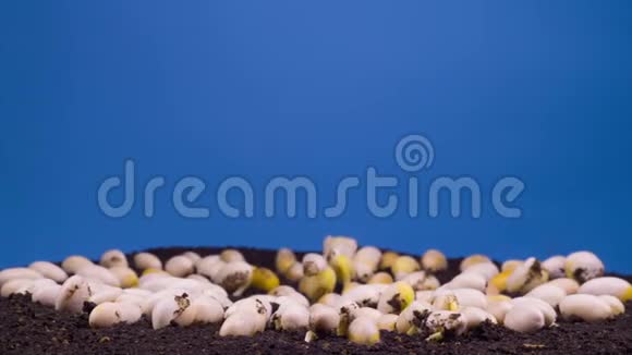 豆子在蓝色背景下发芽视频的预览图