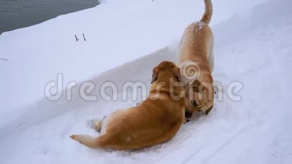 冬天两只大狗躺在雪地上视频的预览图