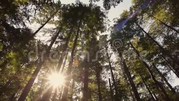 明亮的白色阳光透过森林中的树木视频的预览图