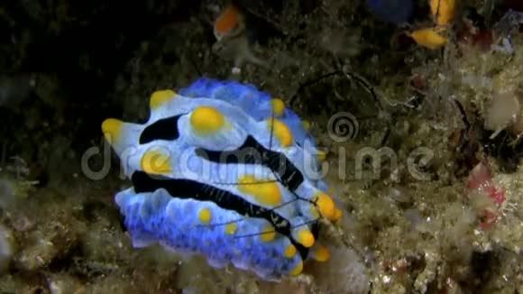 伦贝海峡珊瑚中的白视频的预览图
