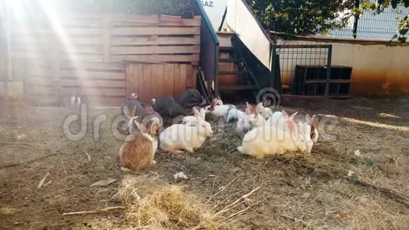 农场围栏后面的许多家兔和鸟的4K镜头视频的预览图