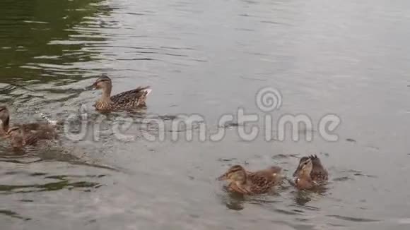 鸭子在池塘上鸭子在水里游泳鸭子吃面包游泳追逐食物慢动作全高清180fps视频的预览图