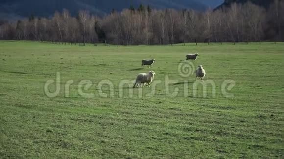 绵羊群和羔羊在一个绿色的山麓放牧农场视频的预览图