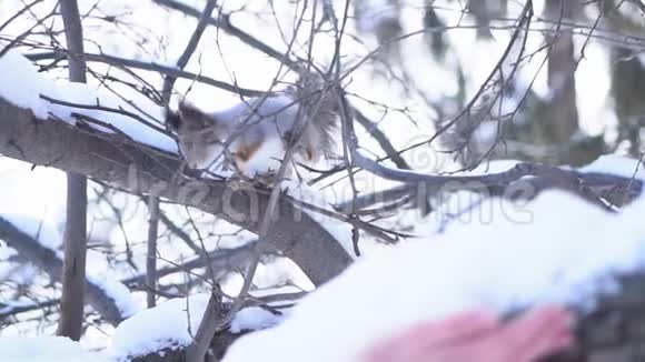 松鼠奔跑在冬林中跳上树枝冬天松鼠在树枝上跳跃视频的预览图