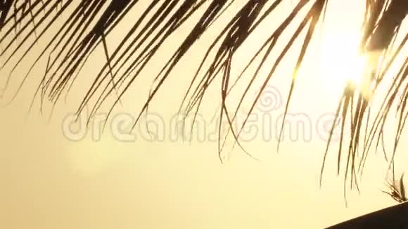 阳光透过棕榈叶视频的预览图