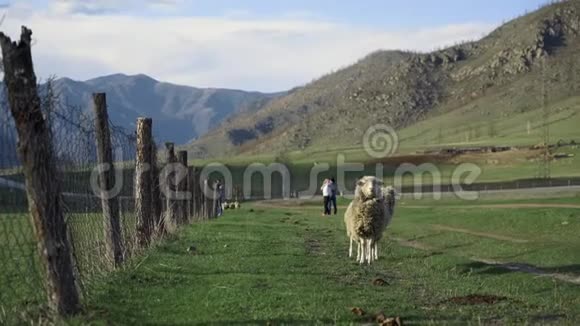 篱笆附近有两只羊农村有牛的农田Mutton和羊毛采矿视频的预览图