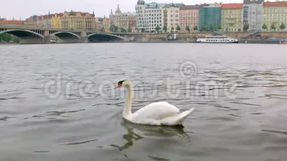 布拉格阴天的春天独自一只野天鹅漂浮在河上视频的预览图