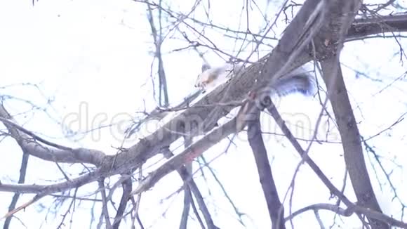 松鼠奔跑在冬林中跳上树枝冬天松鼠在树枝上跳跃视频的预览图