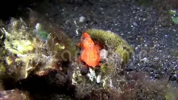 蓝贝海峡夜晚黑沙上的毛蛙视频的预览图