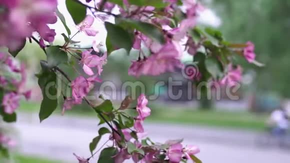 木屋背景上有粉红色花朵的树枝库存录像美丽的盛开的粉红色花朵视频的预览图