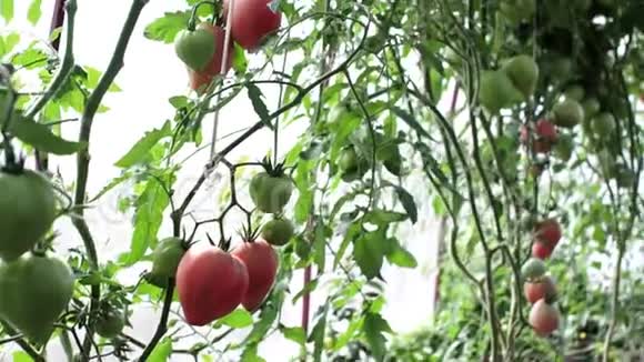 温室农业中的绿色和红色西红柿视频的预览图