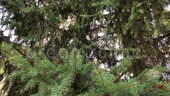 阳光下美丽的绿色针叶树枝条的慢镜头视频的预览图