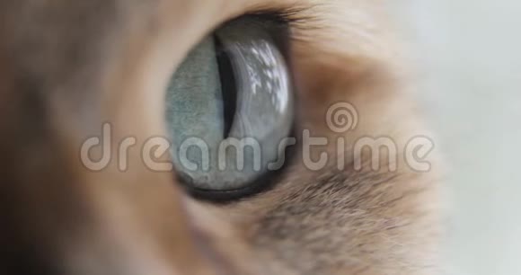 猫的特写蓝绿的眼睛金色的英国猫宏观视频的预览图