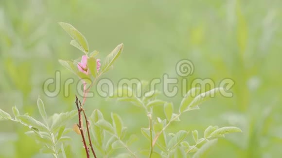 草地花瓣背景上精致粉色花朵的特写库存录像一朵精致的粉红色小花视频的预览图