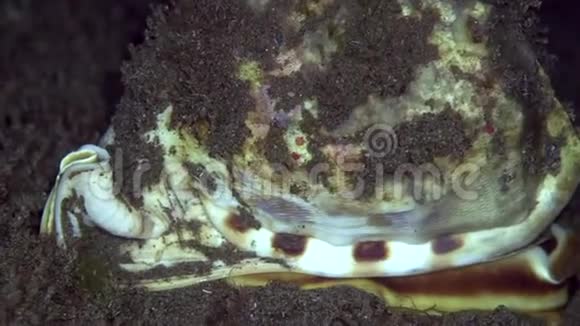 祖鲁海杜马盖特的沙子上有一个巨大的牛皮壳视频的预览图