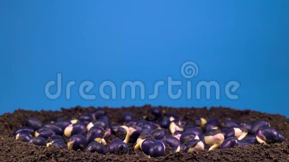 蓝色背景下的豆子发芽视频的预览图