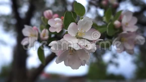 苹果树春天在花园里视频的预览图