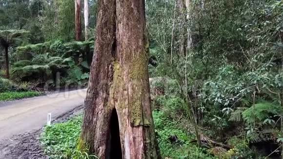 雨林中一棵高树的空中镜头视频的预览图